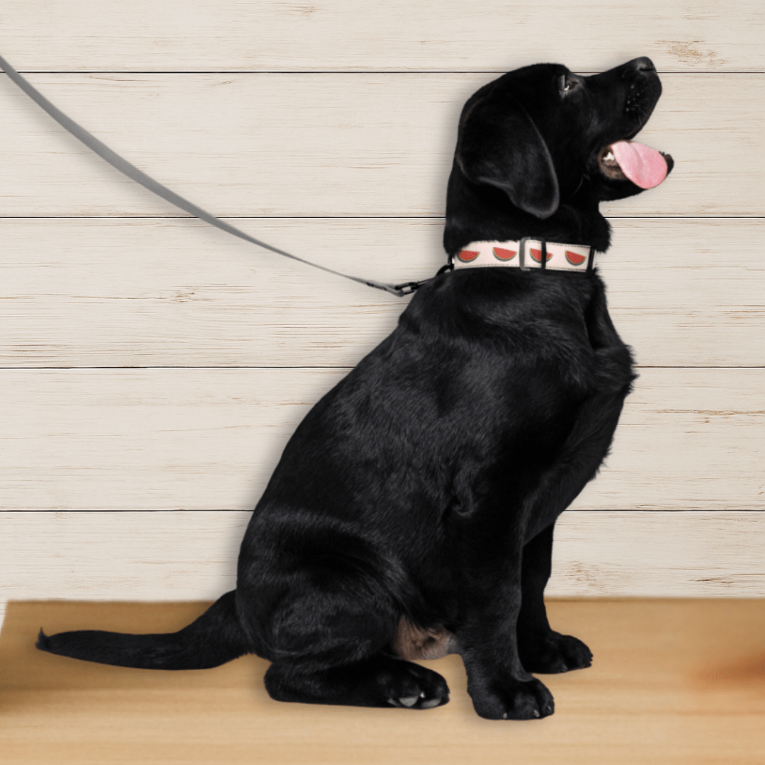 Watermelon Dog Collar - Tailwags Unlimited