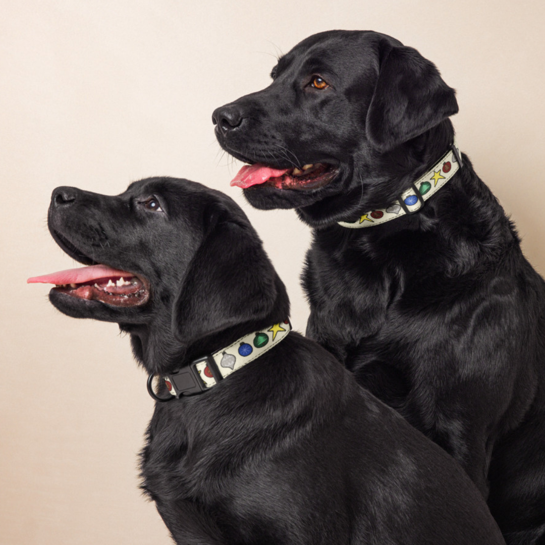 Ornament Dog Collar