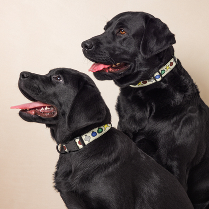 Ornament Dog Collar