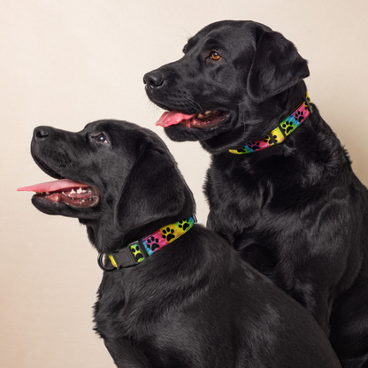 Tie-Dye Paw Print Dog Collar
