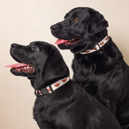 Watermelon Dog Collar