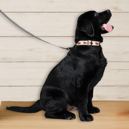 Watermelon Dog Collar