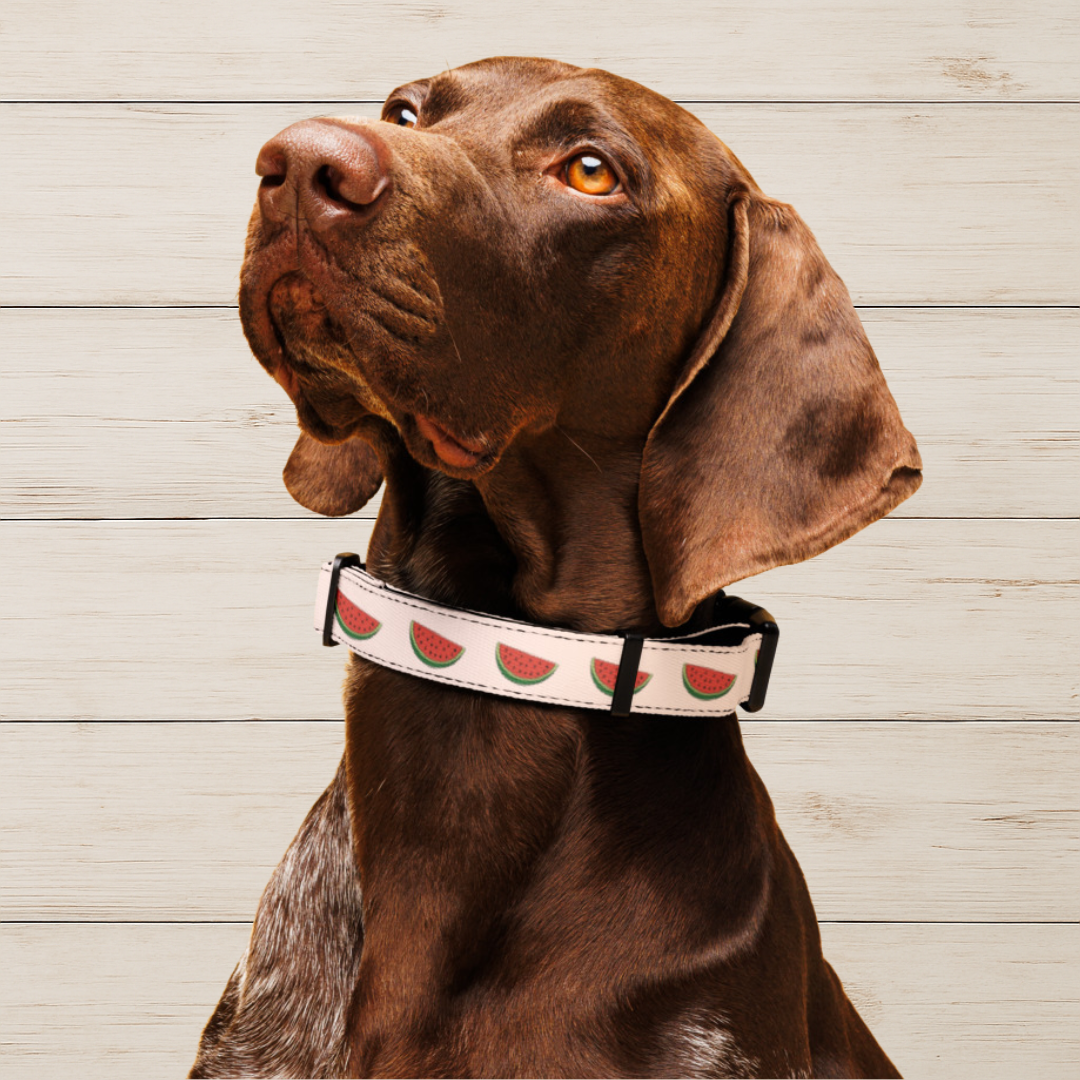 Watermelon Dog Collar