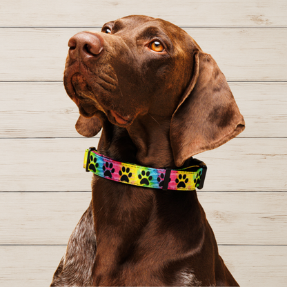 Tie-Dye Paw Print Dog Collar